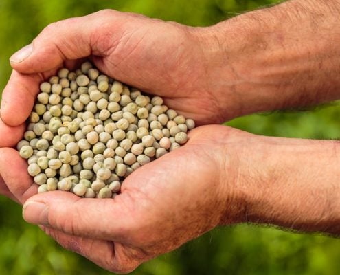 kimberlyseeds_sugarpea_oregon_sugarpodii_-1008